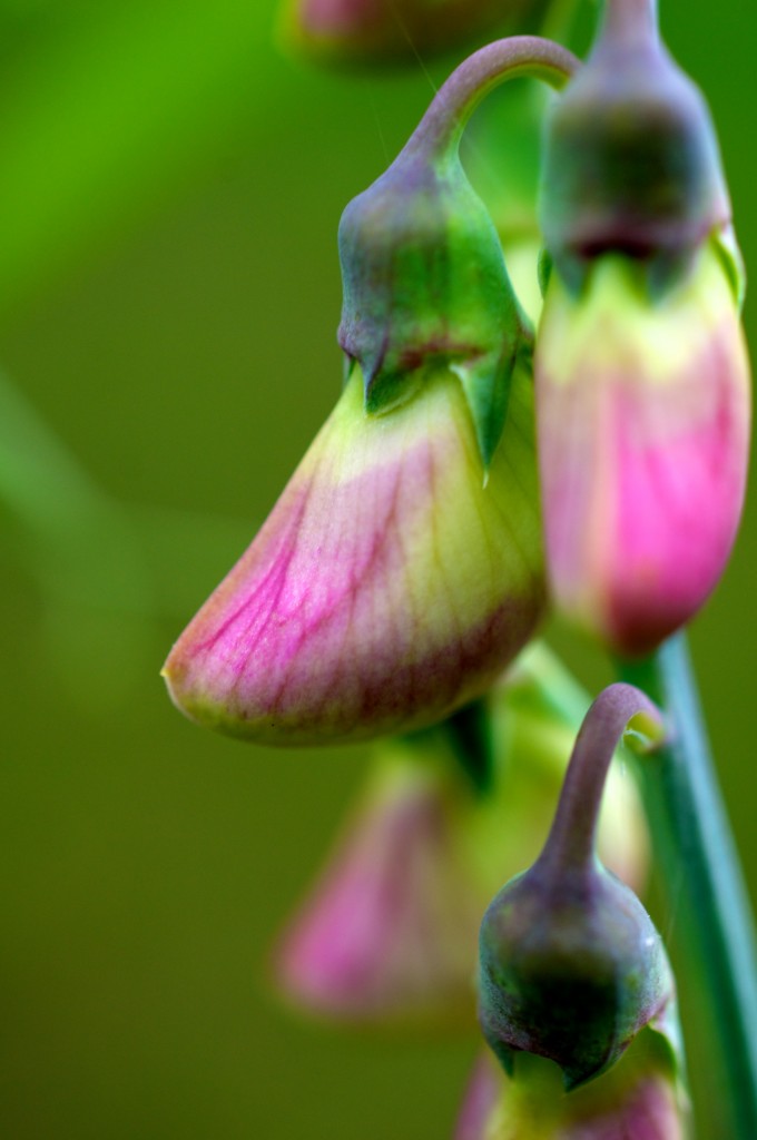 Flower buds getting ready to open, Lathyrus latifolius (perennial sweet pea) 2012-08-14