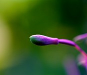 Flower bud of the fireweed [Epilobium angustifolium] Dorval 2012-08-24