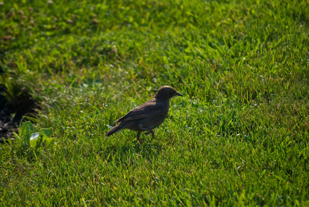 Bird in Dorval 2012-07-31