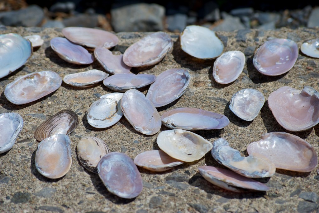 Shells by Lake Saint-Louis, Dorval 2012-05-31