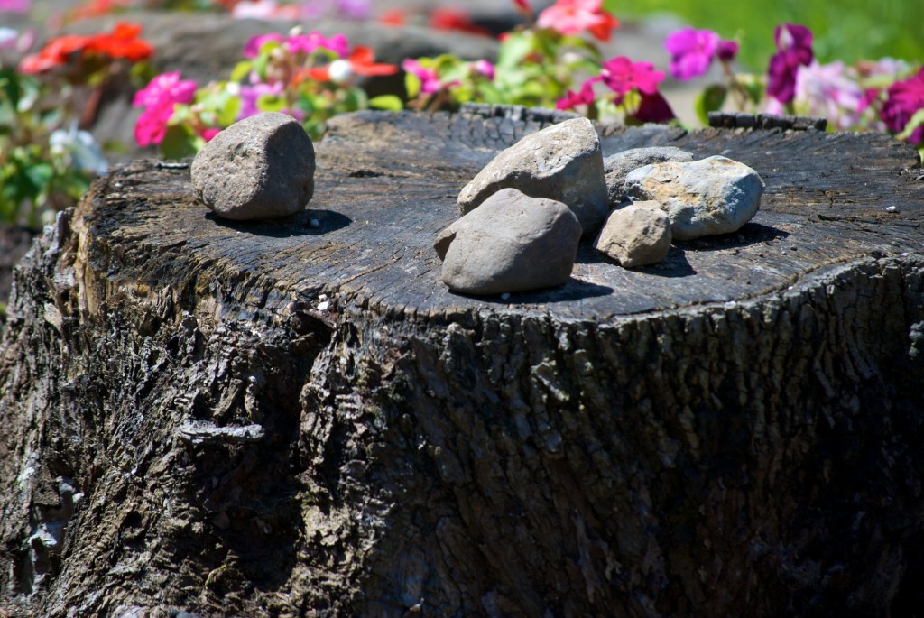 Rocks left on a tree stump in Dorval 2012-06-05