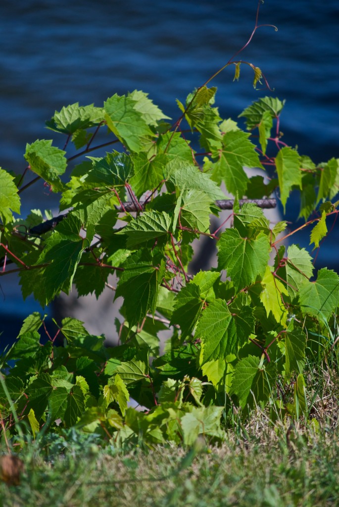 Vine by the lake, Dorval 2012-06-29