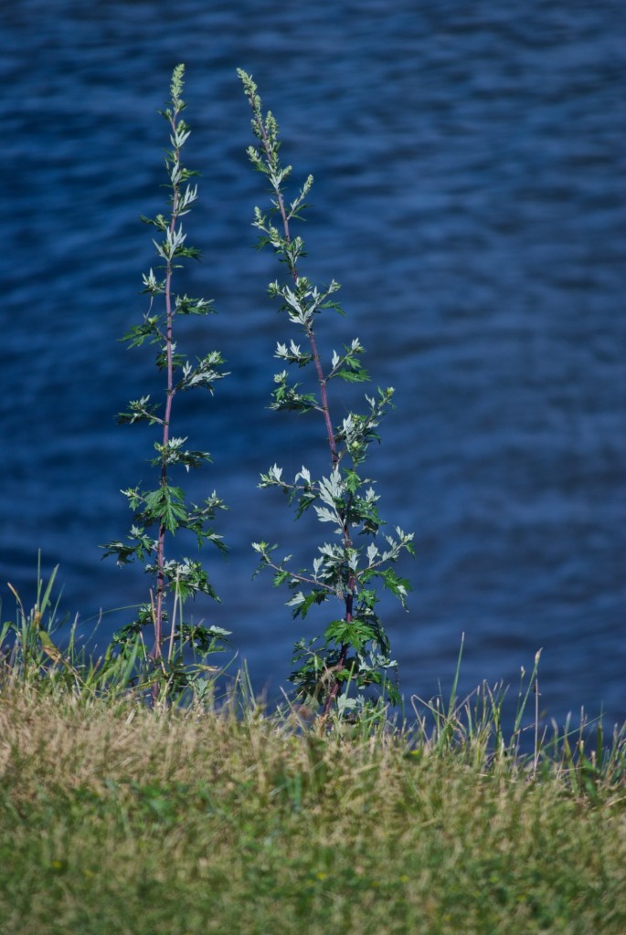 Blue backdrop near the lake shore, Dorval 2012-06-29
