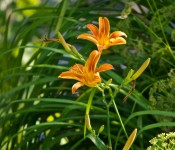 Orange daylilies, Dorval 2012-06-29