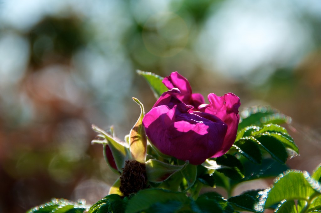 A beautiful rose in Dorval 2012-09-11