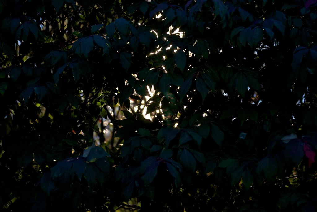 Light peaking through the branches, Dorval 2012-09-23 