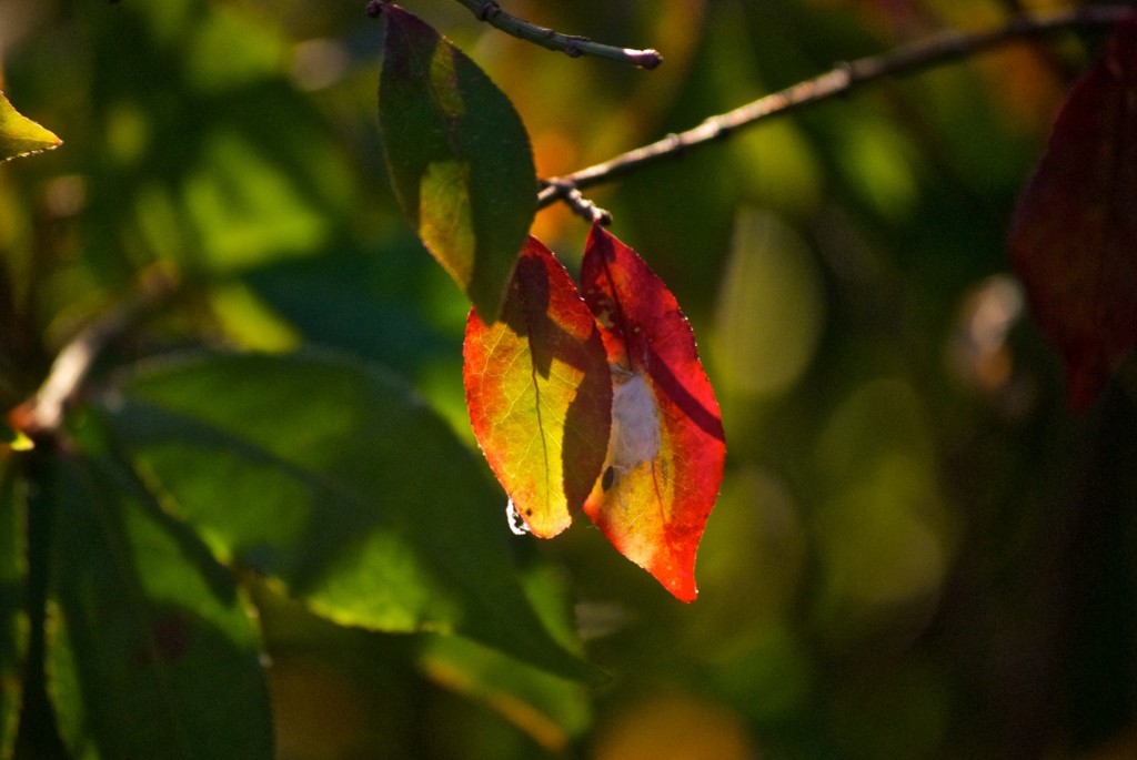 Fall has arrived in Dorval 2012-09-23 