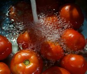 Tomatoes skinny dipping, Dorval