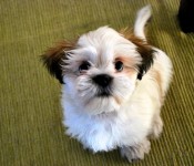 "What?!" says the Shih Tzu, Danforth Village, Toronto 2009-03-22