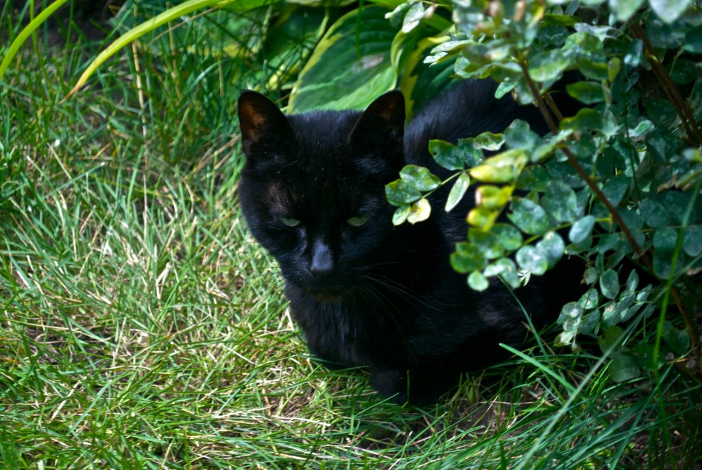 A cat in a perfect spot, Dorval 2012-07-05