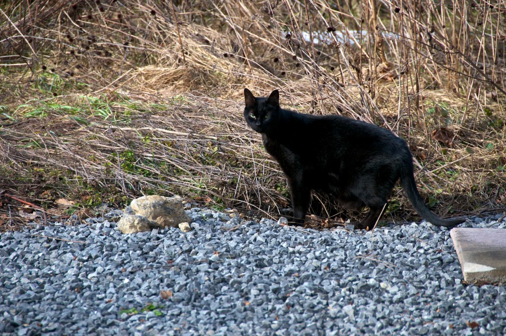 A beautiful black cat, Dorval 2012-03-17