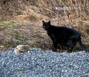 A beautiful black cat, Dorval 2012-03-17