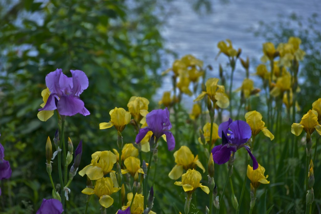 Blooming beauty by Lake Saint-Louis, Dorval 2012-05-31