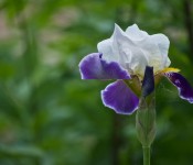 Iris beauty and a spider, Dorval 2012-05-31