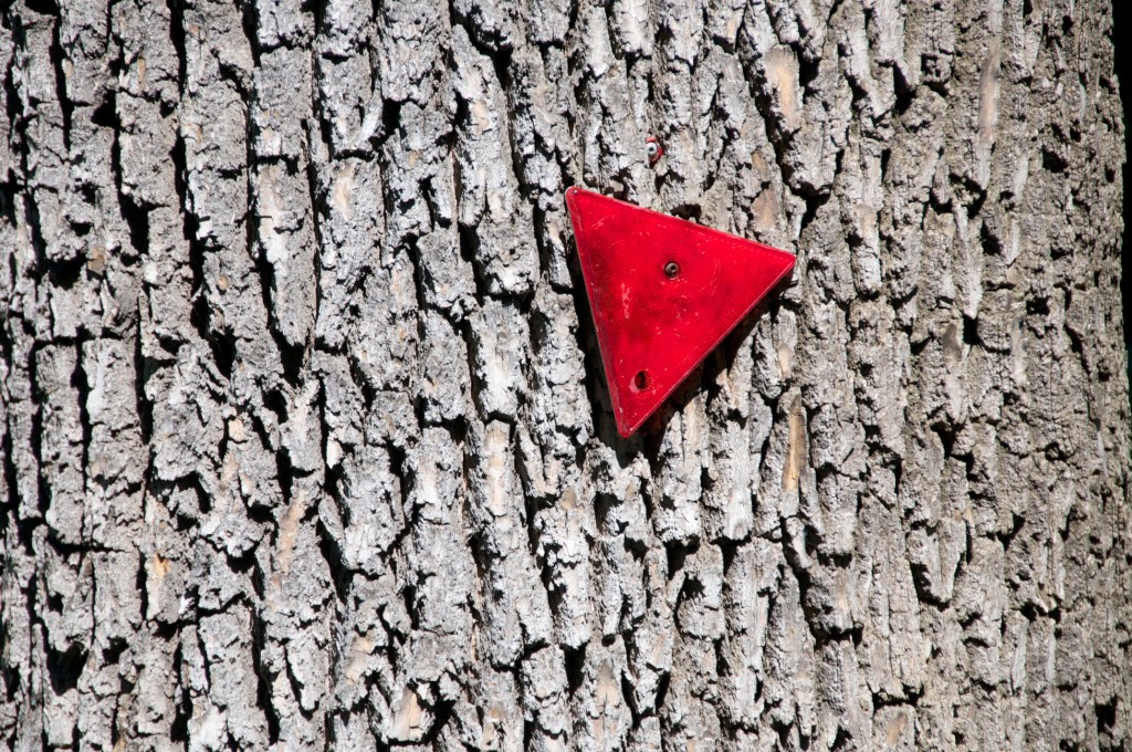 Reflector on a tree, Dorval 2012-07-20