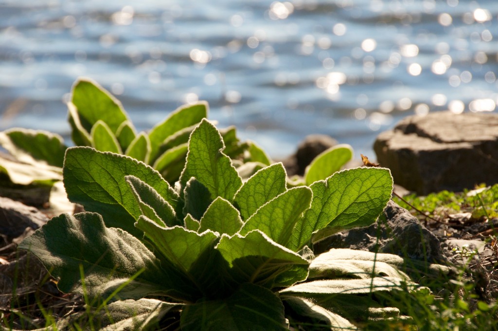Plants by Lake Saint-Louis, Dorval 2012-10-09