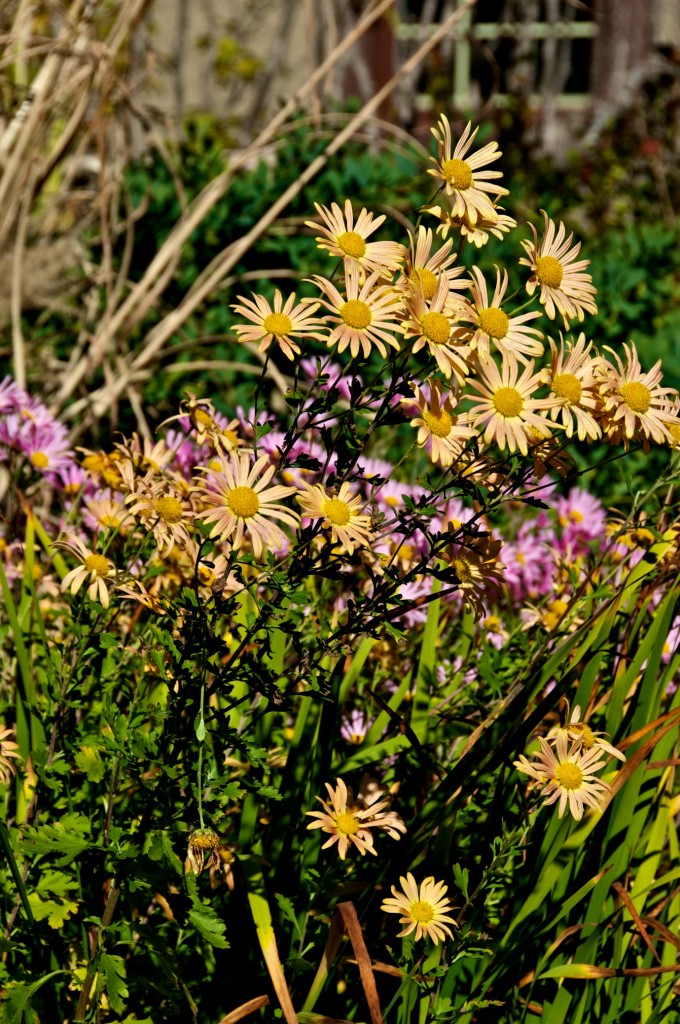Daisies in Dorval 2012-10-09