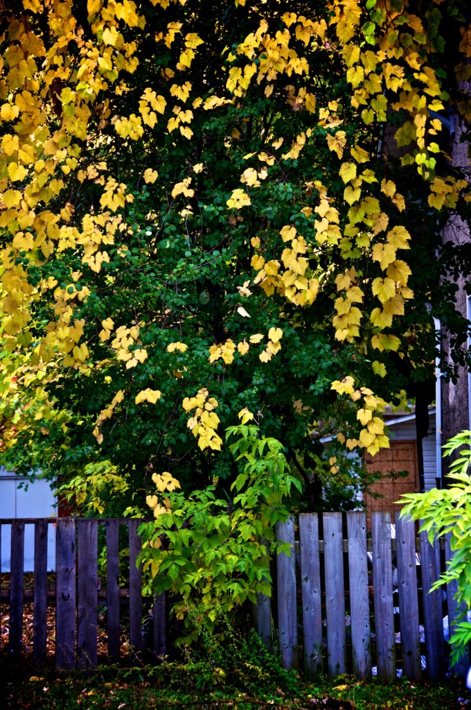Yellow and green leaves, Dorval 2012-10-15