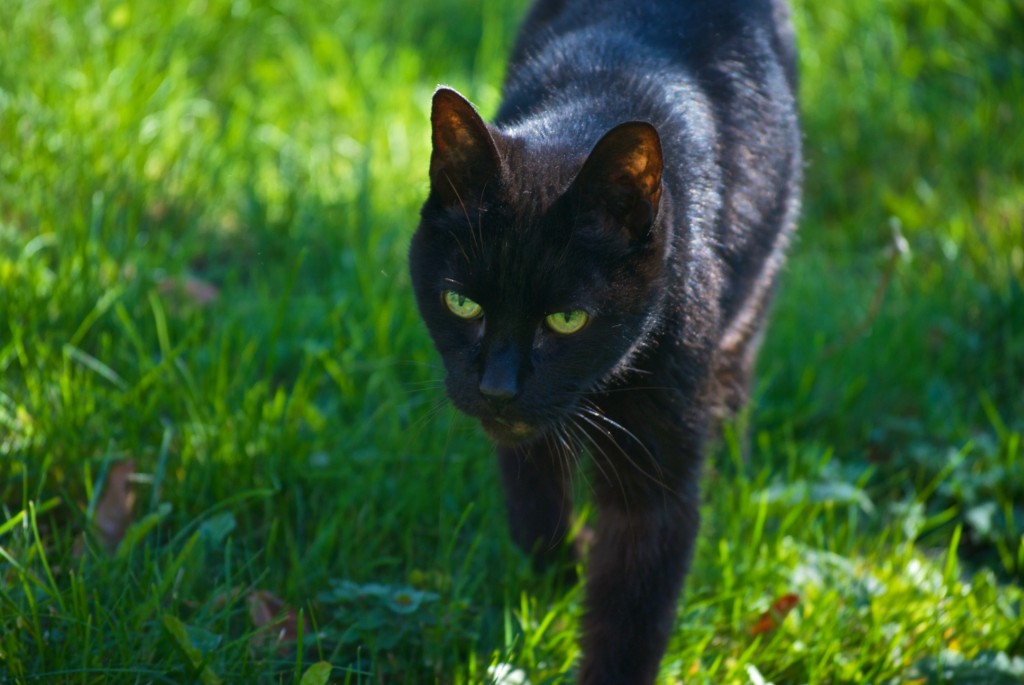 A cat called B, Dorval 2012-10-08
