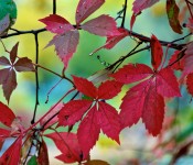 Vine leaves getting ready to fall, Dorval 2012-10-06