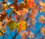 Yellow leaves, Dorval 2012-10-09