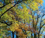 Magical autumn view, Dorval 2012-10-09