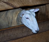 Riverdale Farm, Toronto 2011-05-26