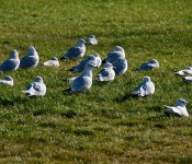 A bird meeting, Dorval 2011-12-04
