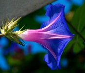 Graceful morning glory [Toronto 2010-11-27]