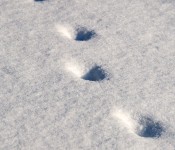 Tracks in snow, Dorval 2012-02-04