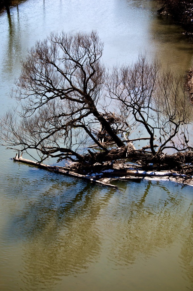 Trees along the Don River [Toronto 2011-03-28]