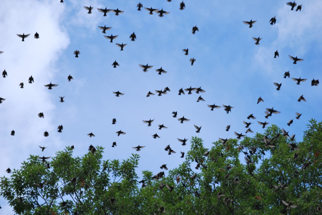 Flocking birds in the Don Valley [Toronto]