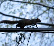 Squirrel crawling on wires [Toronto 2011-05-04]