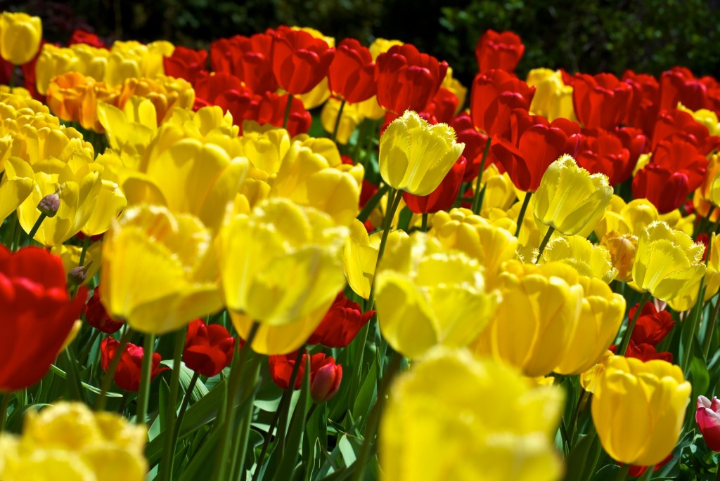 Red and Yellow Tulips 2011-05-11
