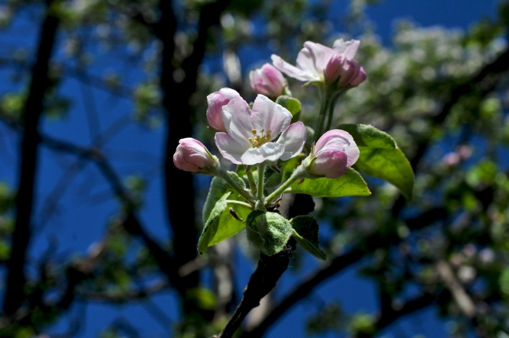 A flowering crabapple tree brings petalled-perfection.