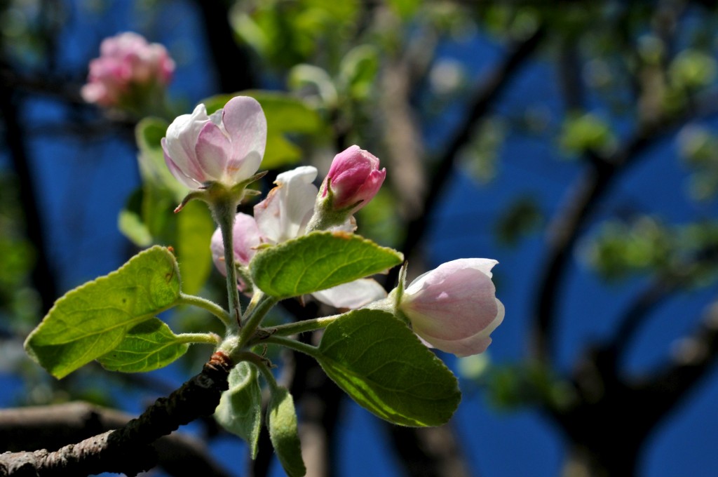 May your pink visions be true to the core - the crabapple core that is.