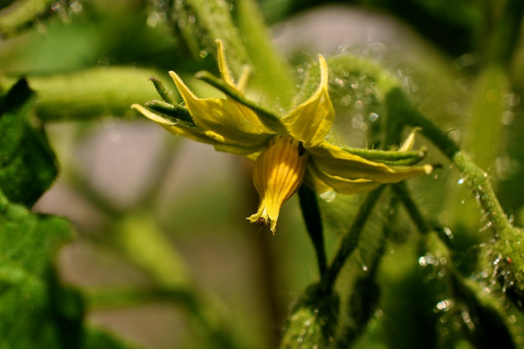 First flower 55 days after sowing • Tomato Legend F1 Hybrid