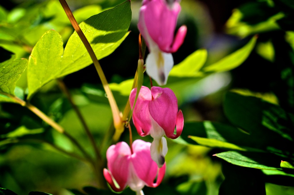 Your heart should bleed for no one • Dicentra spectabilis