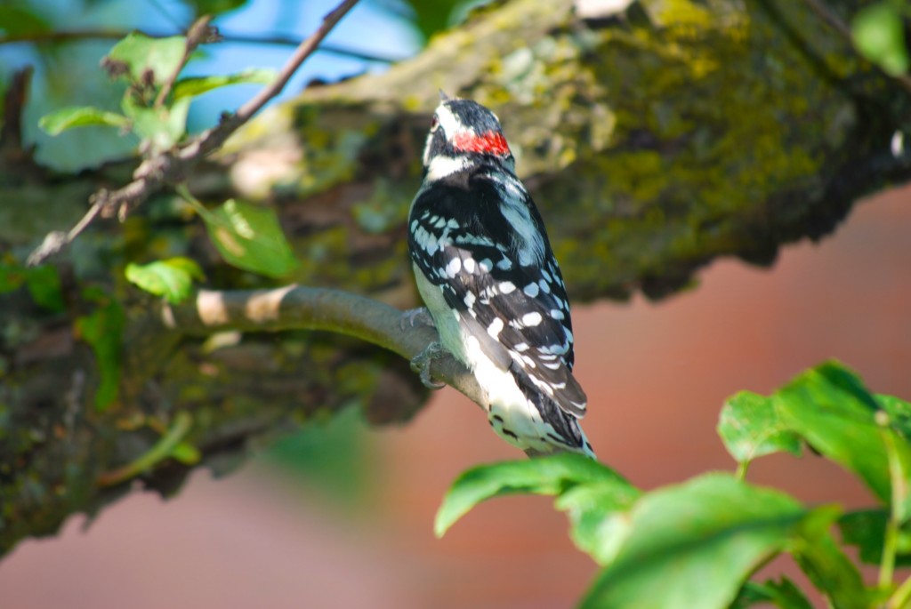 DSC_8774 - Woodpecker