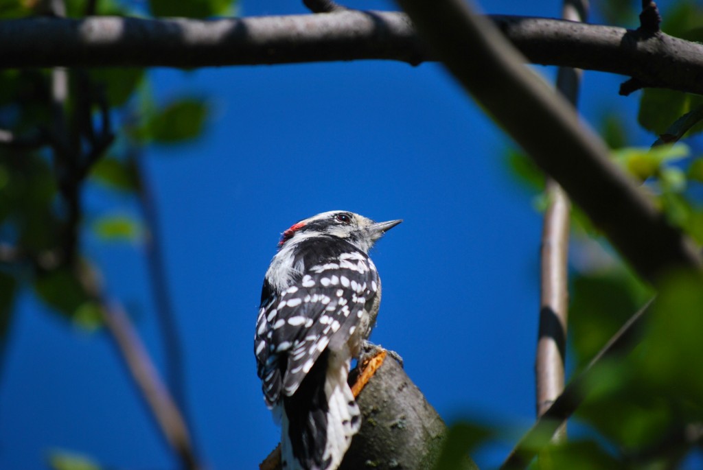 DSC_8788 - Woodpecker