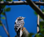 DSC_8788 - Woodpecker