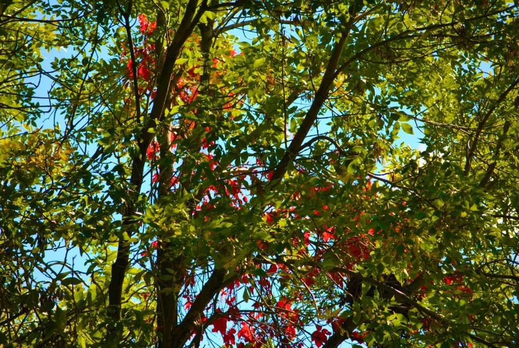 DSC_0012 - Fall Foliage 