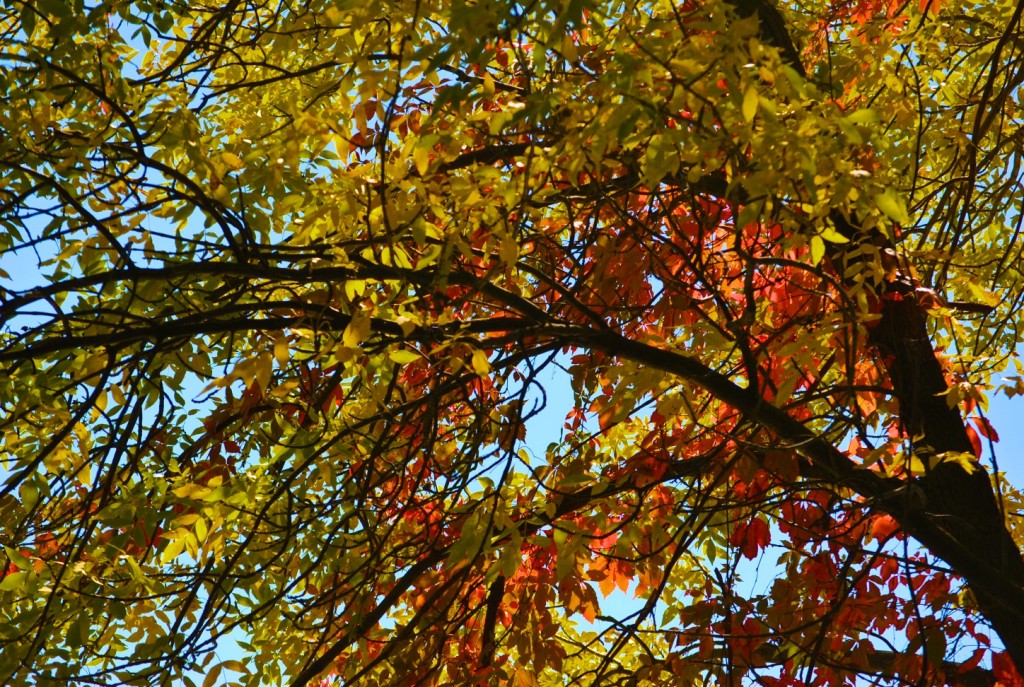 DSC_0013 - Fall Tree Foliage