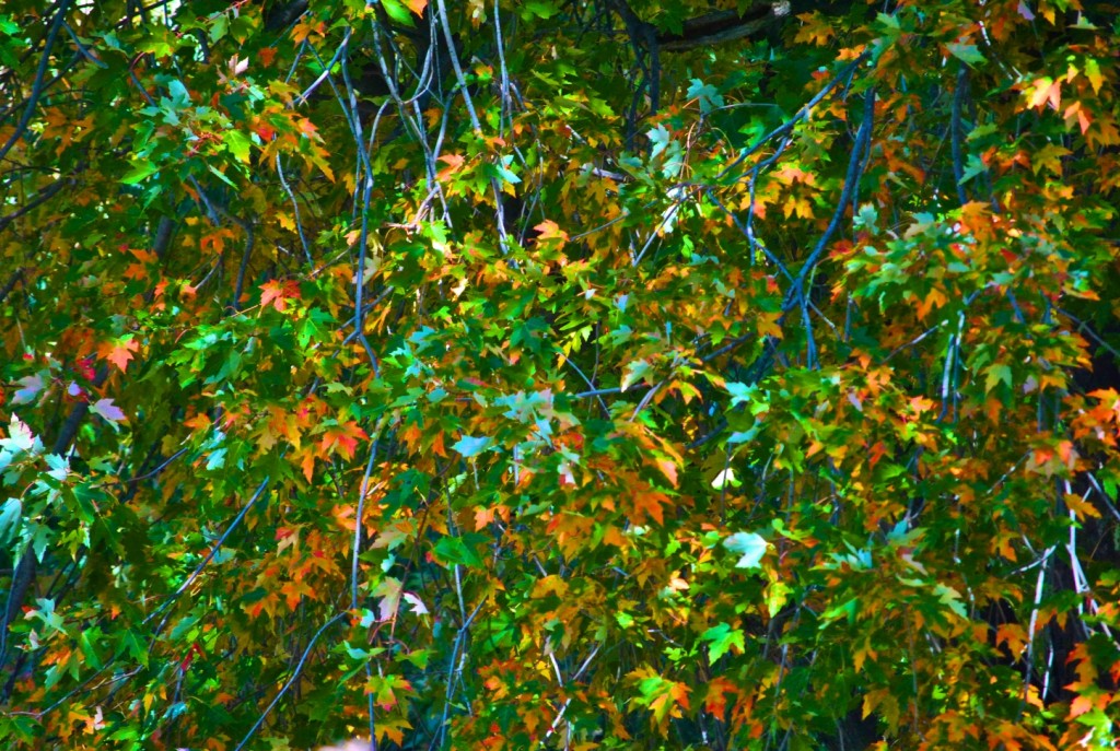 DSC_0058 - Fall Foliage 